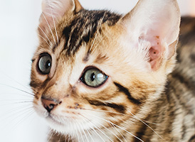 人気の猫種・猫の種類から子猫を探す 8位：ベンガル