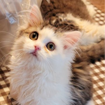 ミヌエット(長足)【和歌山県・女の子・2023年10月15日・ブラウンタビー&ホワイト（ロング）】の写真「好奇心旺盛な愛嬌ある子猫です。」
