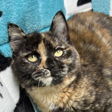 マンチカン(長足)【鹿児島県・女の子・2023年8月14日・トーティシェル(サビ猫)（短毛）】の写真「ミステリアスなサビ猫は、福猫とも呼ばれてます。」