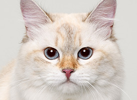 人気の猫種・猫の種類から子猫を探す 8位：サイベリアン